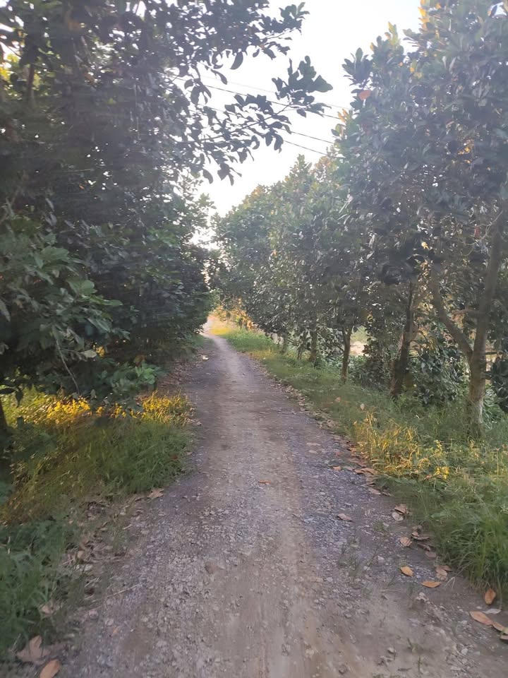 Đất farm Sầu Riêng Trường Xuân, Tháp Mười 230.000m² - Giá thỏa thuận hấp dẫn!