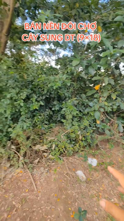 Đất nền chợ Cây Sung, Xã Long Khánh, Đồng Tháp 162m² - Kinh doanh thuận lợi!