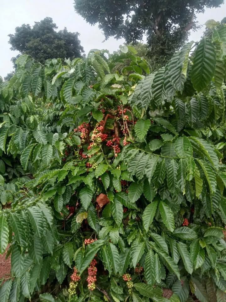 Đất nền Quảng Hiệp Cư M'gar 19,980m² giá 1.1 tỷ - Cơ hội đầu tư hấp dẫn!