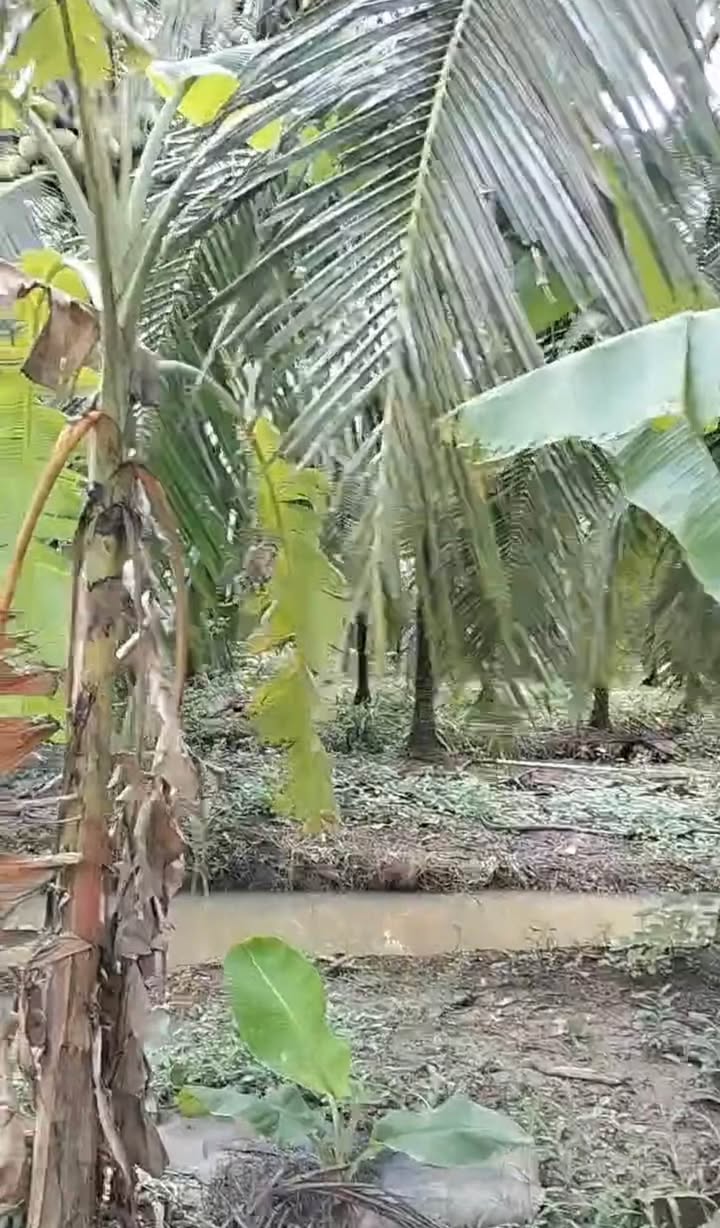 Đất vườn dừa xiêm Phong Nẫm 7.254m² giá 450 triệu - Cơ hội đầu tư tuyệt vời!