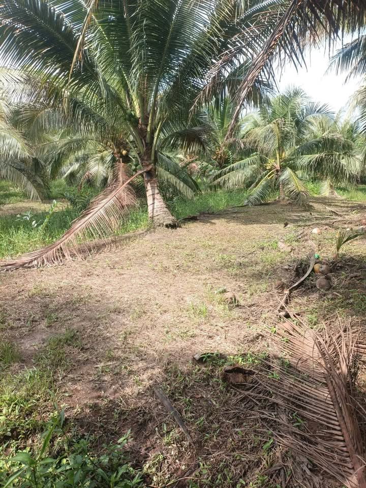 Đất vườn dừa tại xã Hưng Nhượng, Giồng Trôm, Bến Tre 1873m² - Giá chỉ 500 triệu!