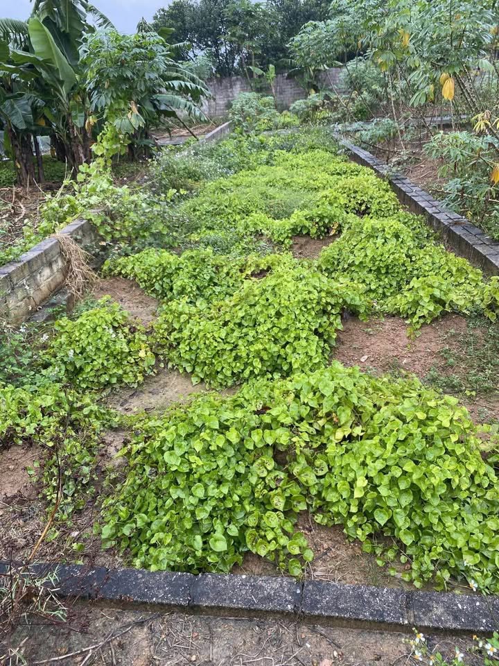 Đất nền Hạ Bằng, Thạch Thất 70m² - Giảm ngay 200 triệu, cơ hội đầu tư tuyệt vời!