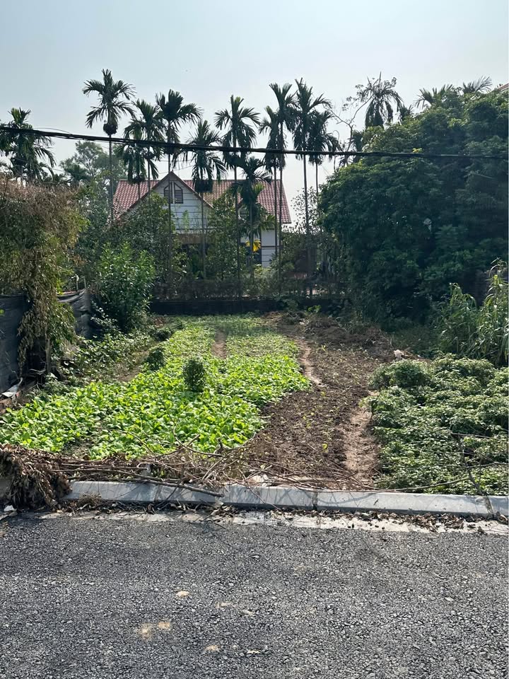 Đất Kim Chung 50m² giá 3 tỷ - Thanh khoản cực cao cho gia đình trẻ!