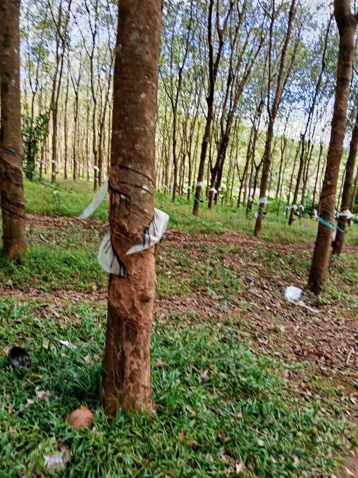 Farm 2,4ha tại Ia Tôr, Chư Prông, Gia Lai - Giá chỉ 3,05 tỷ VND