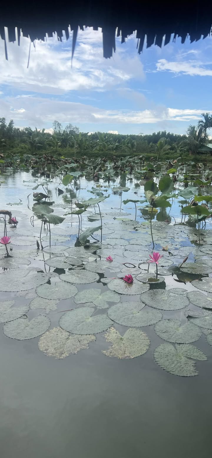 Đất nền Bàu Chinh Châu Đức 400m² - Giá thỏa thuận, cơ hội đầu tư hấp dẫn!