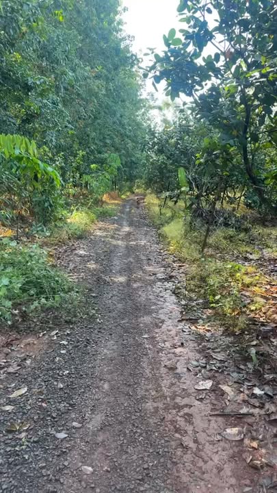 Đất nền Phú Riềng 10.000m² - Vị trí đẹp, gần trường học!