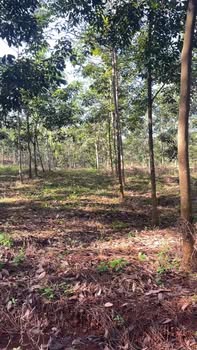 Đất nền Phú Trung 167m² giá 2.5 tỷ - Đầu tư sinh lời ngay!