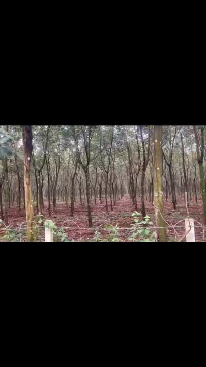 Farm 24ha An Phú Hớn Quản Bình Phước giá 2.3 tỷ - Đầu tư sinh lời hấp dẫn!