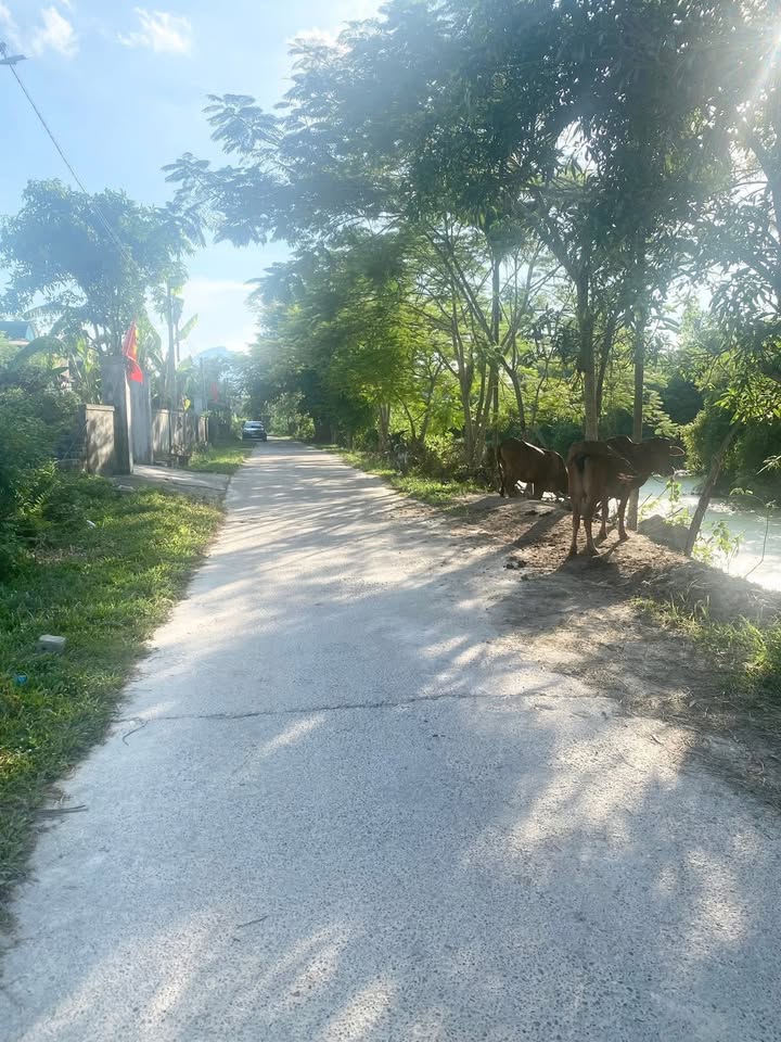 Đất nền Thôn 6 Phúc Sơn, Anh Sơn 196m² - Đầu tư sinh lời lý tưởng!