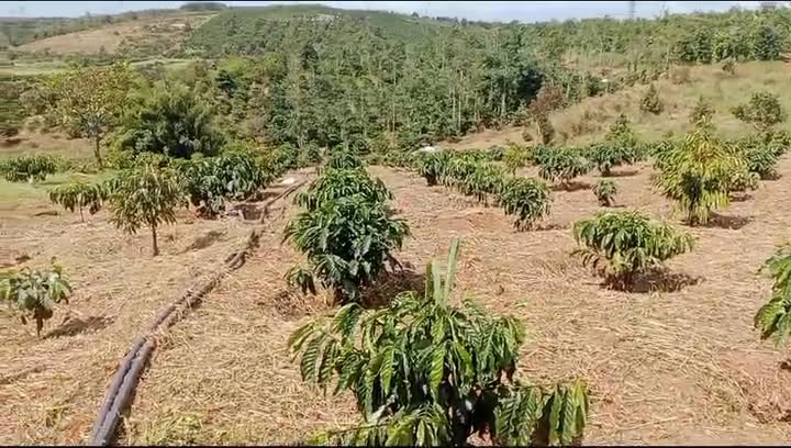 Đất nền 90.000m² tại Trường Xuân, Đắk Song, giá 1.1 tỷ - Thế đất đẹp, tiềm năng phát triển!