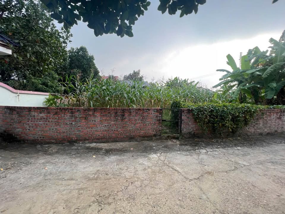 Đất nền Sông Lô, Thanh Miếu, Việt Trì 99m² - Đầu tư sinh lời tiềm năng!