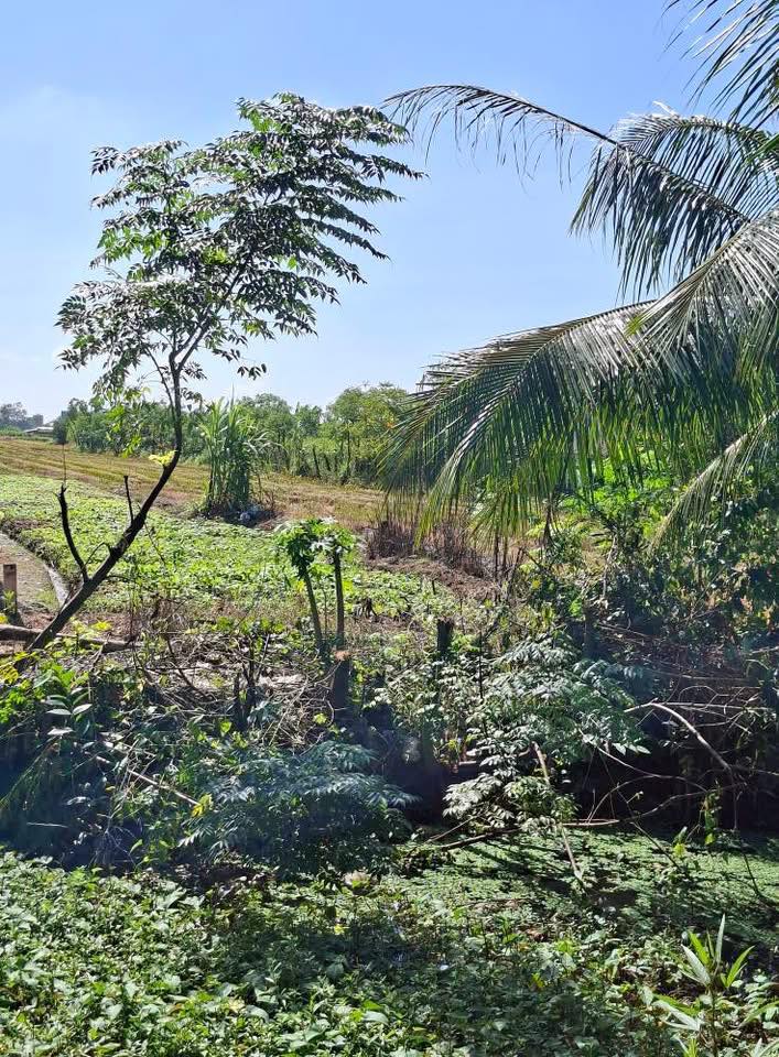 Đất nền ấp Hòa Bình, xã Bình Nghị, Gò Công Đông 308m² giá 450 triệu - Đầu tư sinh lời ngay!