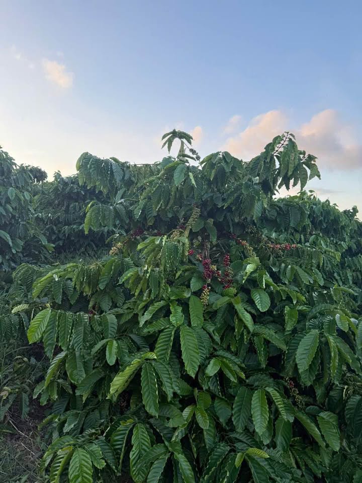 Farm đất sầu riêng Ea Dắh 14.000m² giá 3.1 tỷ - Đầu tư sinh lời ngay!