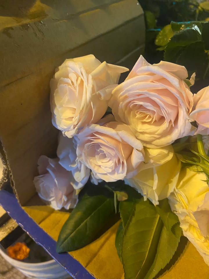 Căn hộ BCONS POLARIS Dĩ An 62m² giá 6.5 triệu - Sẵn sàng vào ở ngay!