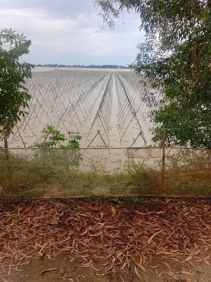 Đất nền 7419m² xã Tân Thạnh, Đồng Tháp giá 2.14 tỷ - Đầu tư sinh lời ngay!