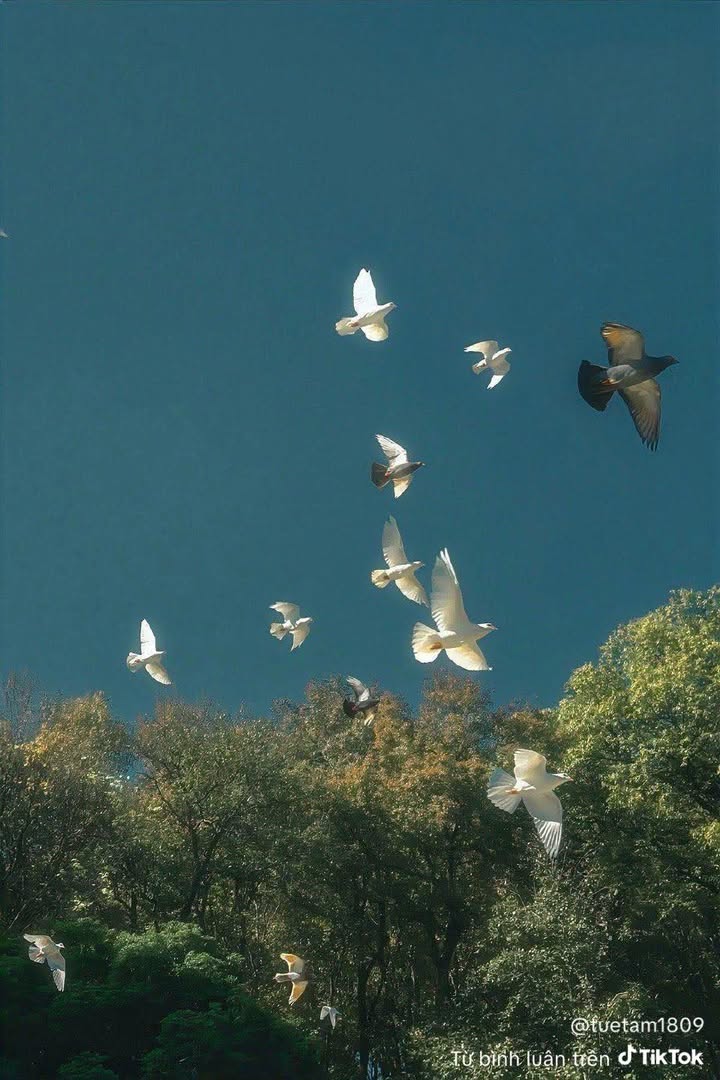 Đất nền dự án Little Sài Gòn, Bắc Ninh 81m² giá chỉ 5.8 tỷ - Cơ hội đầu tư tốt!