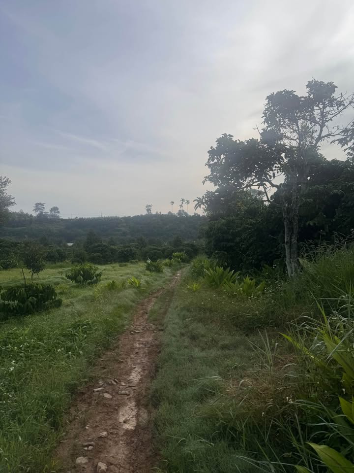 Đất thổ cư Lộc Thành 2000m² giá 700 triệu - Tiềm năng đầu tư tốt!