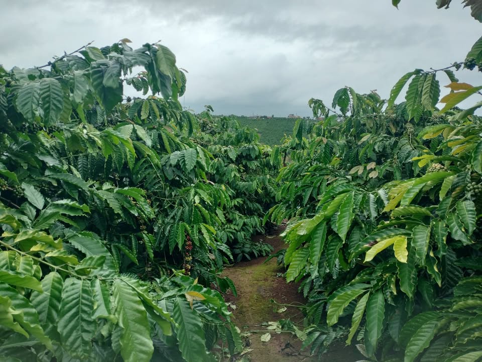 Đất nền Liên Hà 6.1 sào giá 3.7 tỷ - Mặt tiền thuận lợi đầu tư