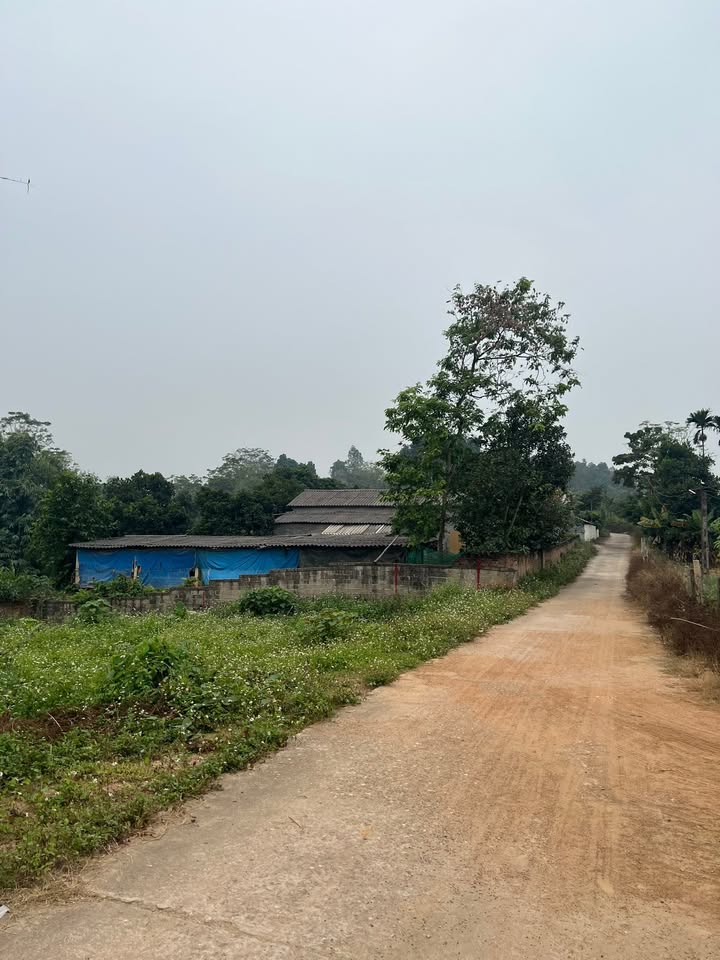 Đất nền Phường Phú Thọ, Việt Trì 303m² giá 1 tỷ - Cơ hội đầu tư hấp dẫn!