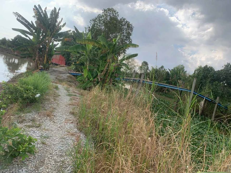 Đất lúa làm vườn tại Mỹ Thới, Long Xuyên, 500m² - Giá đầu tư hấp dẫn chỉ vài trăm triệu!