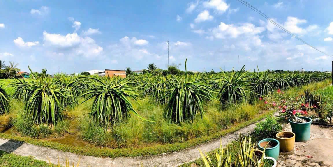 Đất nền 2500m² tại Bình Lãng, huyện Tân Trụ - Giá chỉ 1.7 tỷ VND, thương lượng nhẹ!