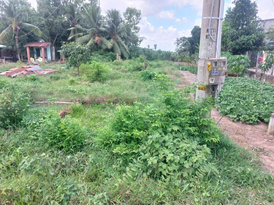 Đất thổ cư 100m² tại xã Tiên Thuận, huyện Bến Cầu, Tây Ninh - Cần bán gấp!