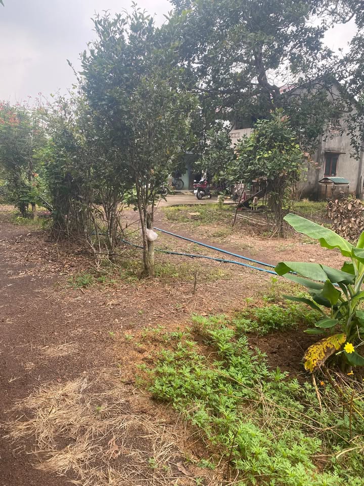 Đất nền Xuân Trường 220m² giá chỉ 600 triệu - Cơ hội đầu tư tuyệt vời!