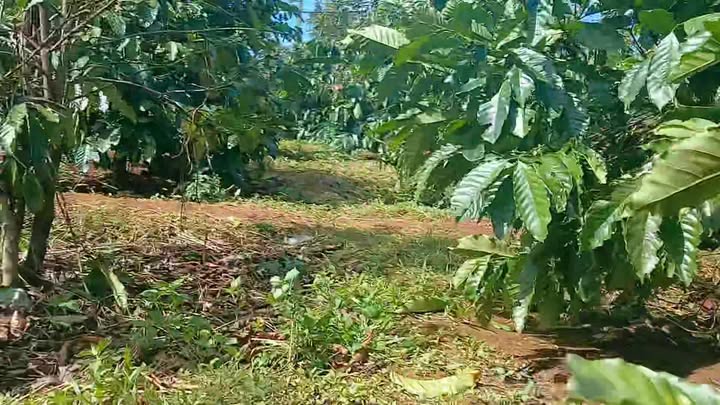 Lô rẫy cà phê 1ha tại Chư Pơng, Chư Sê - Giá chỉ 2.3 tỷ, sẵn sàng kinh doanh!