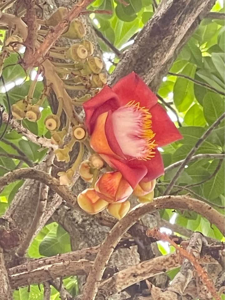 Đất thổ cư xã Mỹ Hạnh Nam 165m² giá 1.38 tỷ - Sổ hồng riêng chính chủ!