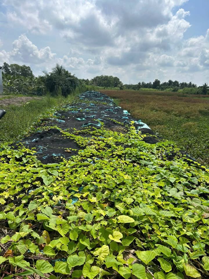 Đất nền mặt tiền Quốc lộ 91B, Nguyễn Văn Linh, 320m² giá 2.499 tỷ - Đầu tư sinh lời hấp dẫn!