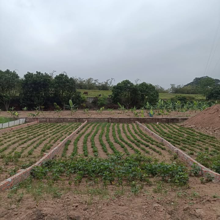 Đất nền 81m² khu đấu giá Đình Tổ, Gia Lâm - Sổ đỏ chính chủ, giá tốt!