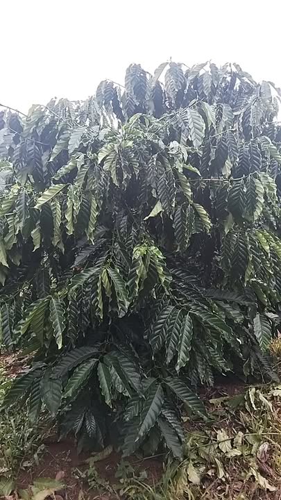 Đất nền 1,8ha tại xã Quảng Khê, Di Linh - Cách Quốc lộ 28 chỉ 300m!