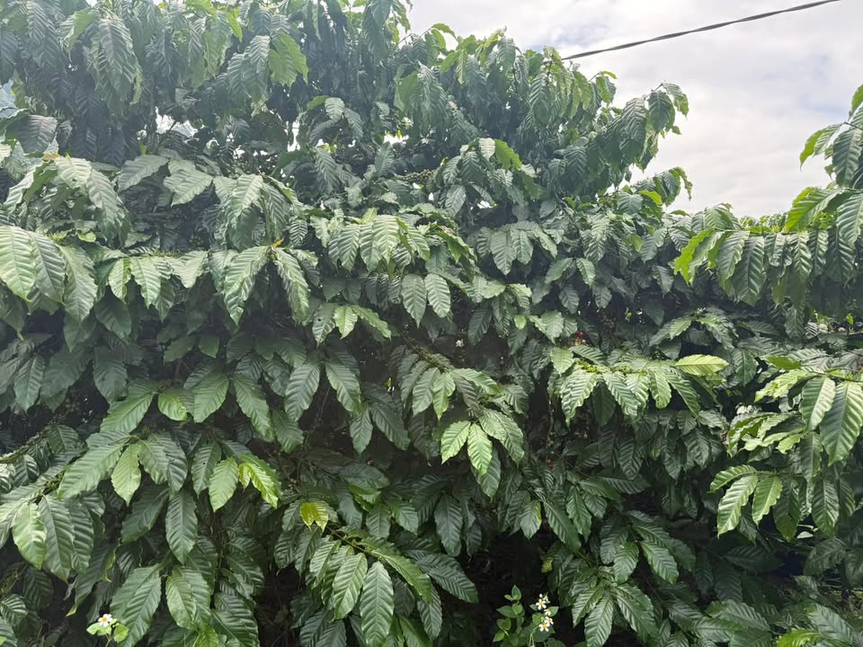 Đất nông nghiệp 1ha mặt tiền đường ĐT 724 xã Phúc Thọ giá 6.3 tỷ - Cơ hội đầu tư hấp dẫn!