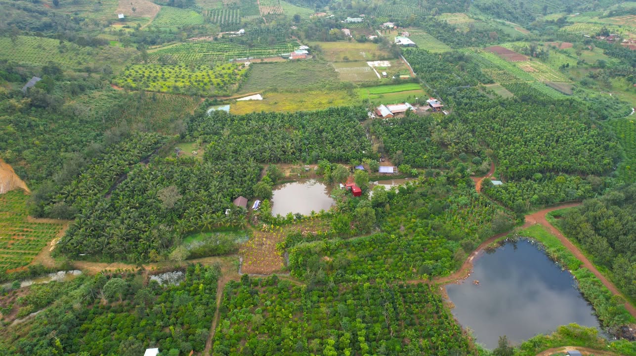 Farm Đắk Lắk 3,5ha giá 10 tỷ - Nguồn thu ổn định, view cực đẹp!