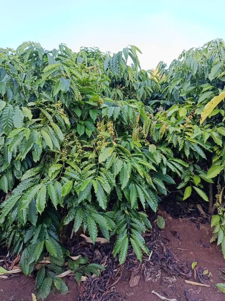Farm kinh doanh cà phê tại Đăk Đoa 75.000m² giá 2 tỷ - Cơ hội đầu tư hấp dẫn!