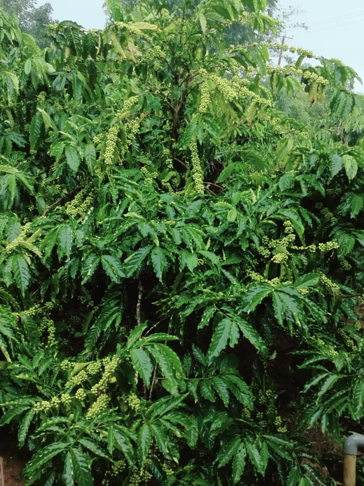 Đất nền kinh doanh tại Đăk Đoa, Gia Lai 75000m² - Sổ hồng chính chủ, giá tốt!