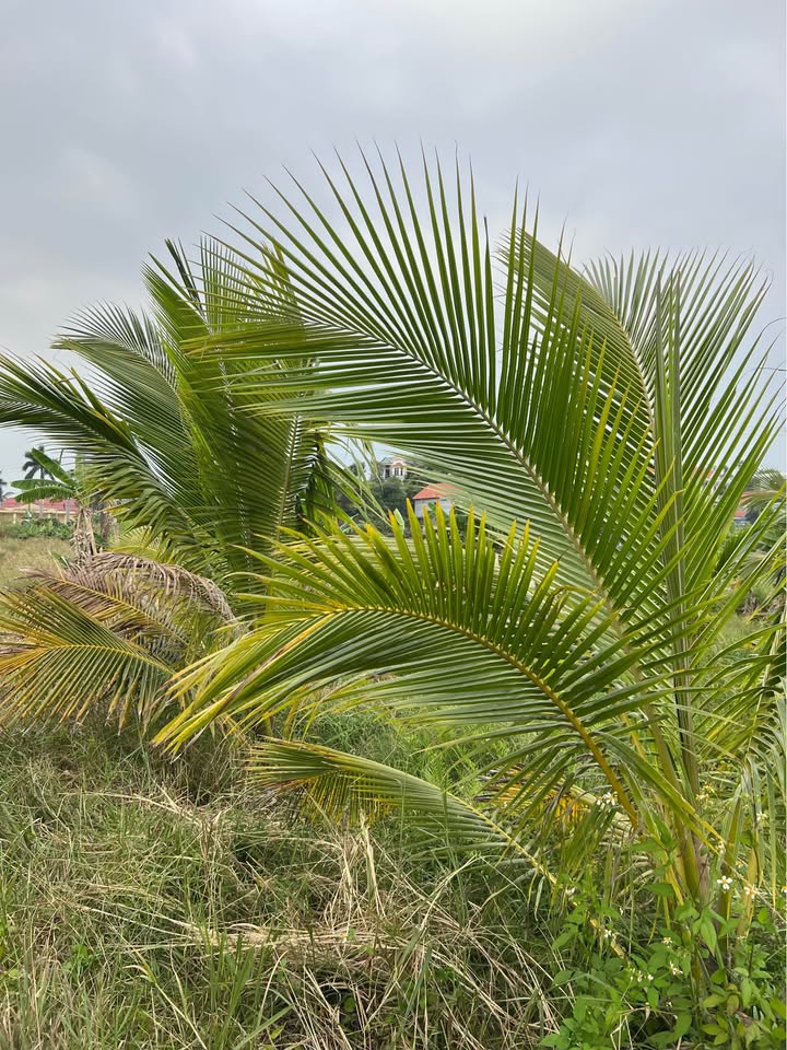 Đất nền Tuần Châu Hạ Long 870m² giá thỏa thuận - View thoáng mát lý tưởng