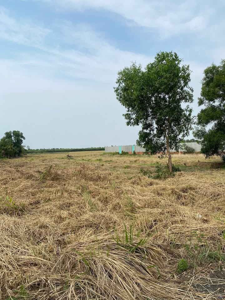 Đất nền đường Kênh 10, Lê Minh Xuân, Bình Chánh 3000m² - Giá chỉ 10.5 tỷ!