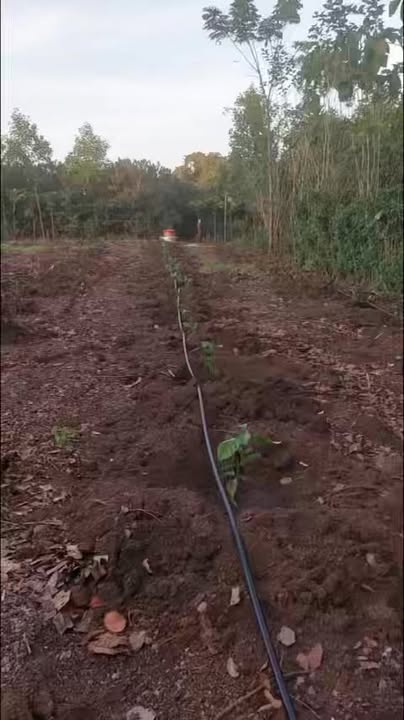 Đất nông nghiệp 2 sào Tân Tiến, Bù Đốp - Giá 400 triệu, đầu tư sinh lời!