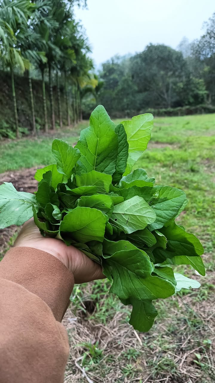 Đất vườn 2456m² tại xóm Bãi, Thanh Sơn - Cơ hội đầu tư tuyệt vời!