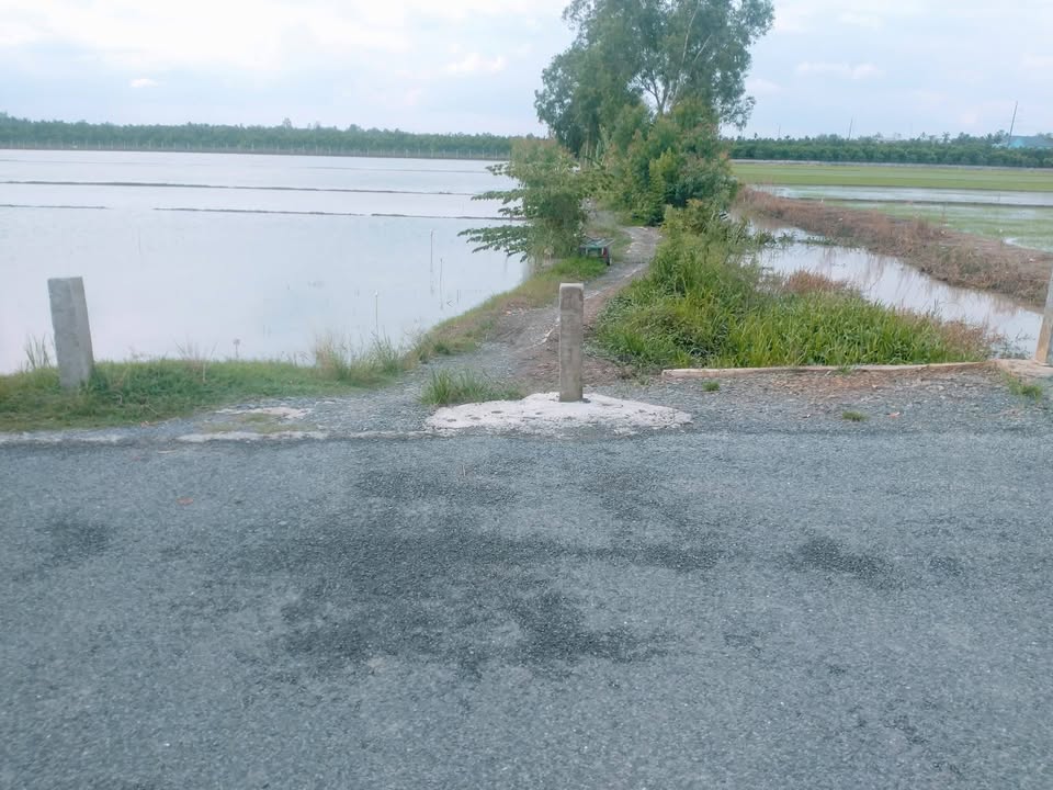 Đất ruộng 1400m² tại Khóm Thuận Tân A, Vĩnh Long - Giá chỉ 599 triệu, thích hợp làm vườn!