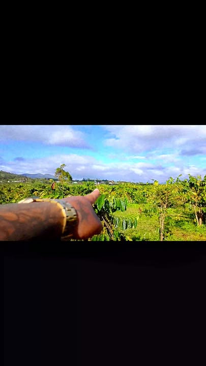 Đất cho thuê tại xã Hà Bầu, huyện Đăk Đoa, 300 triệu/năm - Thích hợp đầu tư cà phê!