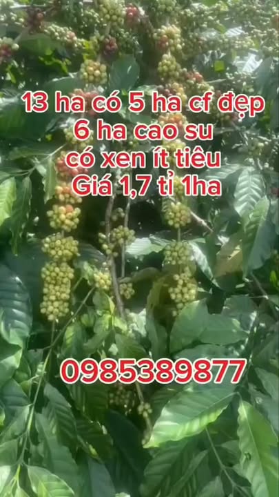 Farm 13ha tại Ia Pếch, Gia Lai giá 21.5 tỷ - Đầu tư sinh lời hấp dẫn!