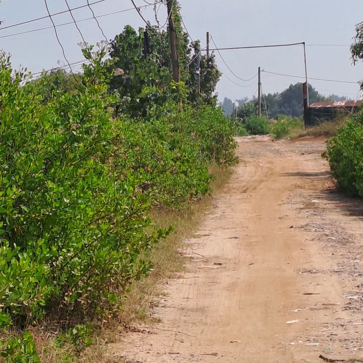 Đất nền 1300m² tại Tam Long, Bà Rịa - Giá chỉ 2 tỷ - Khu nghỉ dưỡng lý tưởng!