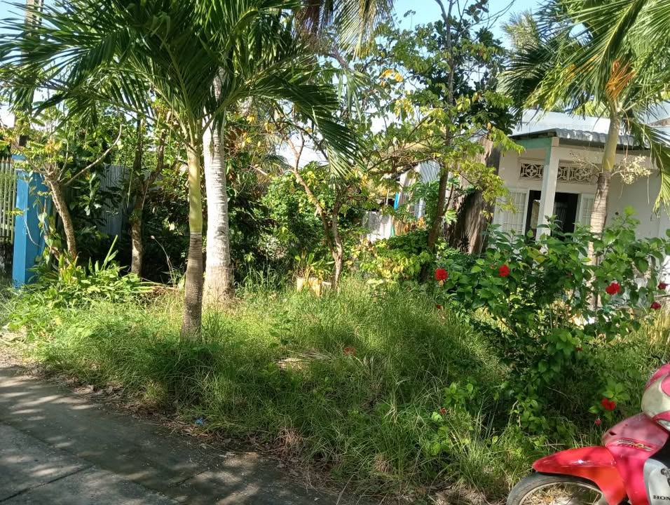 Đất trồng cây lâu năm tại phường An Xuyên, Cà Mau 720m² giá 560 triệu - Đầu tư sinh lời ngay!