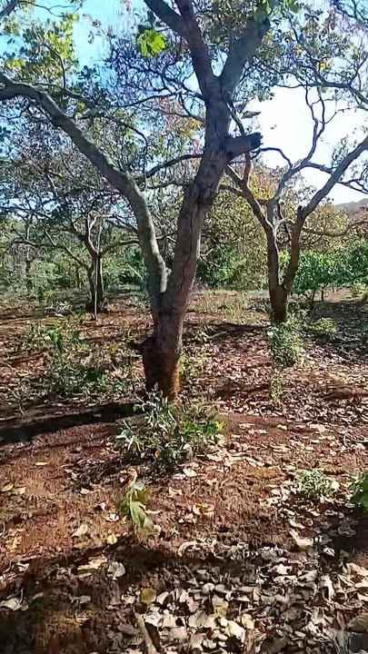 Đất thổ cư Bù Đăng 1,6ha giá thỏa thuận - Đầu tư sinh lời ngay!