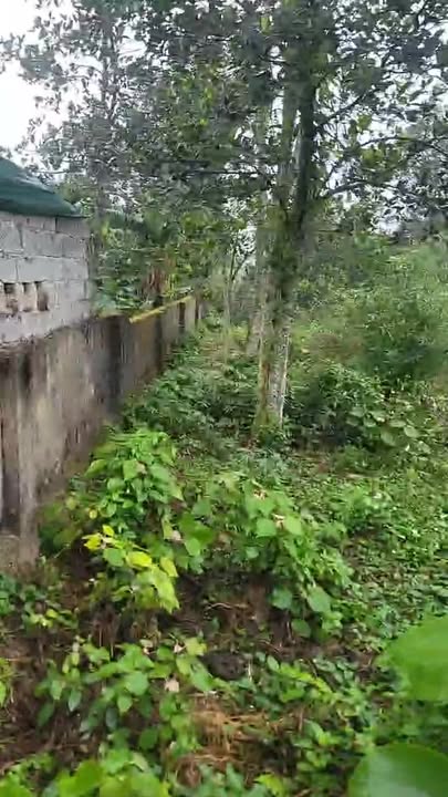 Đất thổ cư 183m² xã Nam Đàn giá chỉ 800 triệu - Cơ hội đầu tư hấp dẫn!