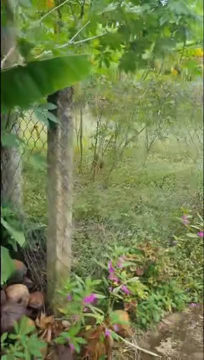 Đất thổ cư 50m², ấp Quý Phước, 450 triệu - Cơ hội đầu tư sinh lời!