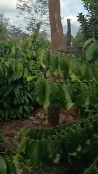 Đất vườn Cư Dliê M'nông 3492m² giá thỏa thuận - Đường đá dăm cho xe tải lớn