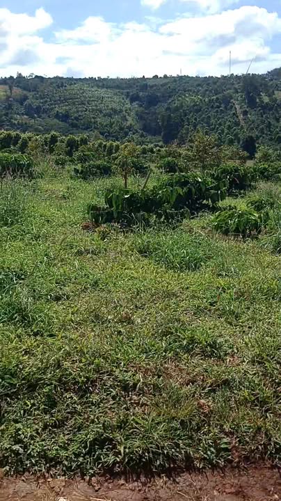 Farm 3,5ha Ea Khal Đắk Lắk giá 2,5 tỷ - Đất màu mỡ, hệ thống tưới tự động!